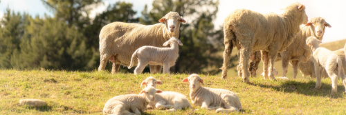 The Ultimate Guide to Wool Types